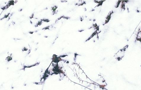 Schnee Weiß präsentiert von besonderk Nordic Design